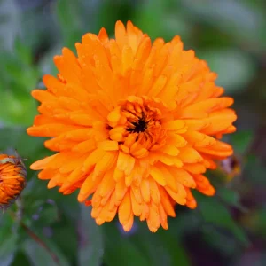 Orange Calendula Flower Seeds – 50 Seeds – Perennial – Non-GMO – Easy Grow - Image 9