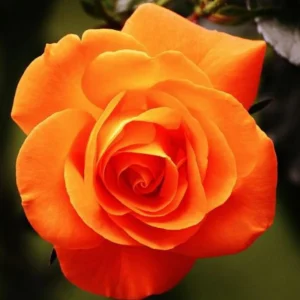 Orange Hybrid Tea Rose Seeds - Perennial Flower Seeds - 30 Seed Pack for Garden - Image 10