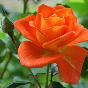 Orange Hybrid Tea Rose Seeds - Perennial Flower Seeds - 30 Seed Pack for Garden - Image 2