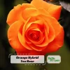 Orange Hybrid Tea Rose Seeds - Perennial Flower Seeds - 30 Seed Pack for Garden - Image 1