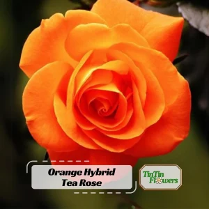 Orange Hybrid Tea Rose Seeds - Perennial Flower Seeds - 30 Seed Pack for Garden - Image 1