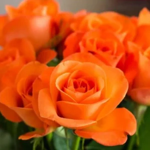 Orange Hybrid Tea Rose Seeds - Perennial Flower Seeds - 30 Seed Pack for Garden - Image 3