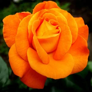 Orange Hybrid Tea Rose Seeds - Perennial Flower Seeds - 30 Seed Pack for Garden - Image 4