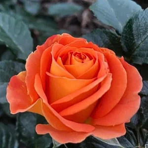 Orange Hybrid Tea Rose Seeds - Perennial Flower Seeds - 30 Seed Pack for Garden - Image 5