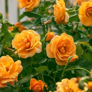 Orange Hybrid Tea Rose Seeds - Perennial Flower Seeds - 30 Seed Pack for Garden - Image 7