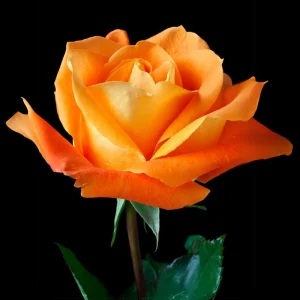 Orange Hybrid Tea Rose Seeds - Perennial Flower Seeds - 30 Seed Pack for Garden - Image 8