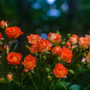Orange Hybrid Tea Rose Seeds - Perennial Flower Seeds - 30 Seed Pack for Garden - Image 9