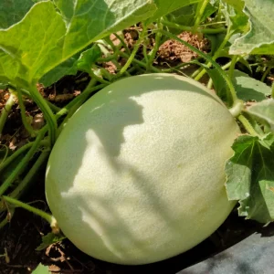 Orangedew Honeydew Melon Seeds - Orange Flesh Sweet Fruit - 20 Seeds - Image 2