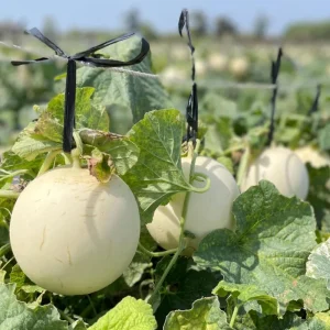 Orangedew Honeydew Melon Seeds - Orange Flesh Sweet Fruit - 20 Seeds - Image 3