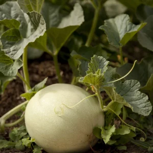 Orangedew Honeydew Melon Seeds - Orange Flesh Sweet Fruit - 20 Seeds - Image 4