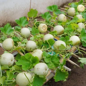 Orangedew Honeydew Melon Seeds - Orange Flesh Sweet Fruit - 20 Seeds - Image 5