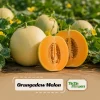 Orangedew Honeydew Melon Seeds - Orange Flesh Sweet Fruit - 20 Seeds - Image 1