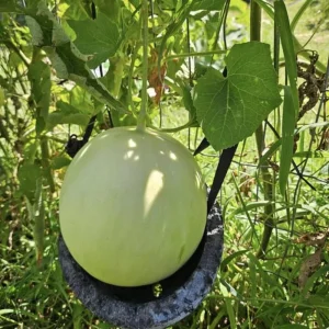 Orangedew Honeydew Melon Seeds - Orange Flesh Sweet Fruit - 20 Seeds - Image 6