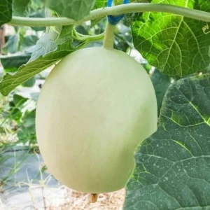 Orangedew Honeydew Melon Seeds - Orange Flesh Sweet Fruit - 20 Seeds - Image 7