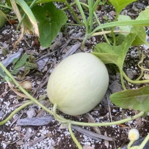 Orangedew Honeydew Melon Seeds - Orange Flesh Sweet Fruit - 20 Seeds - Image 8