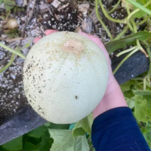 Orangedew Honeydew Melon Seeds - Orange Flesh Sweet Fruit - 20 Seeds - Image 9