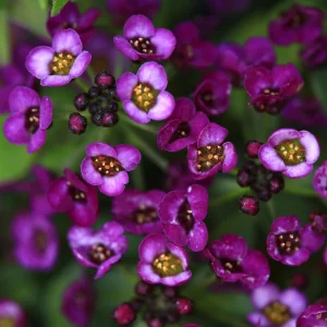 Oriental Nights Alyssum Seeds - 30 Seeds - Cold & Drought Tolerant - Image 11