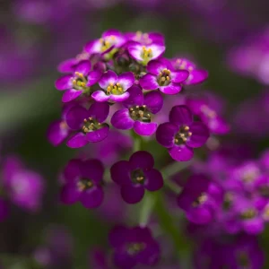 Oriental Nights Alyssum Seeds - 30 Seeds - Cold & Drought Tolerant - Image 13