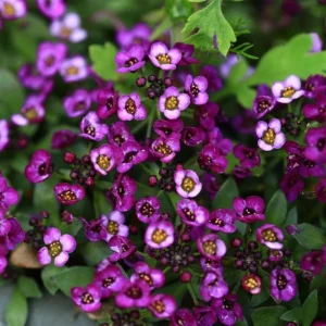 Oriental Nights Alyssum Seeds - 30 Seeds - Cold & Drought Tolerant - Image 14