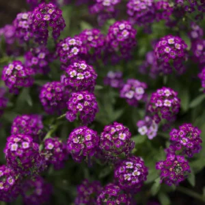 Oriental Nights Alyssum Seeds - 30 Seeds - Cold & Drought Tolerant - Image 15
