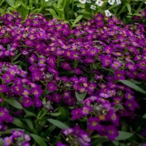 Oriental Nights Alyssum Seeds - 30 Seeds - Cold & Drought Tolerant - Image 2