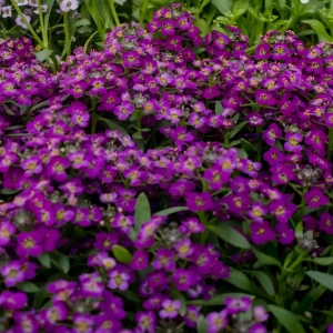 Oriental Nights Alyssum Seeds - 30 Seeds - Cold & Drought Tolerant - Image 3
