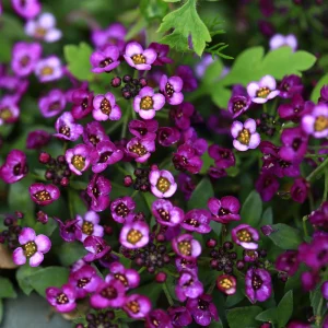 Oriental Nights Alyssum Seeds - 30 Seeds - Cold & Drought Tolerant - Image 4