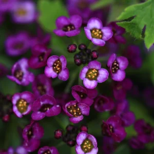 Oriental Nights Alyssum Seeds - 30 Seeds - Cold & Drought Tolerant - Image 5