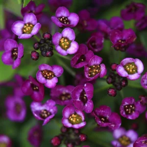Oriental Nights Alyssum Seeds - 30 Seeds - Cold & Drought Tolerant - Image 6