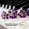 Oriental Nights Alyssum Seeds - 30 Seeds - Cold & Drought Tolerant - Image 1