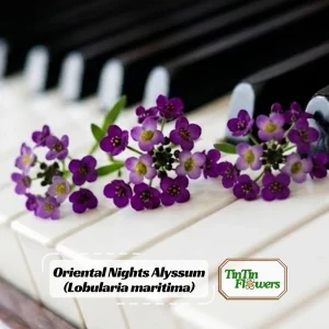 Oriental Nights Alyssum Seeds - 30 Seeds - Cold & Drought Tolerant - Image 1