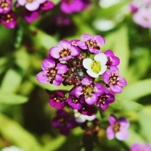 Oriental Nights Alyssum Seeds - 30 Seeds - Cold & Drought Tolerant - Image 7