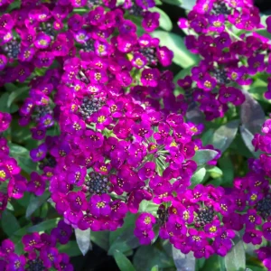Oriental Nights Alyssum Seeds - 30 Seeds - Cold & Drought Tolerant - Image 8