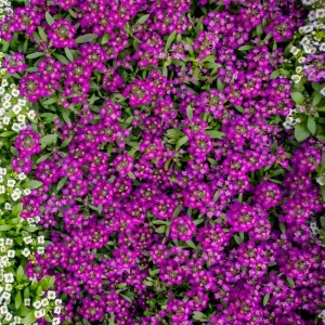 Oriental Nights Alyssum Seeds - 30 Seeds - Cold & Drought Tolerant - Image 9
