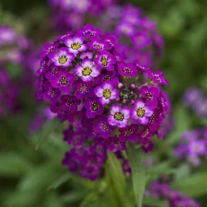 Oriental Nights Sweet Alyssum Seeds - Deep Purple Fragrant Ground Cover - 20 Seeds - Image 2
