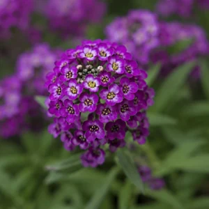 Oriental Nights Sweet Alyssum Seeds - Deep Purple Fragrant Ground Cover - 20 Seeds - Image 3
