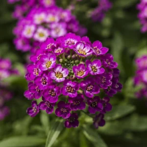 Oriental Nights Sweet Alyssum Seeds - Deep Purple Fragrant Ground Cover - 20 Seeds - Image 4
