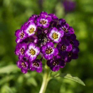 Oriental Nights Sweet Alyssum Seeds - Deep Purple Fragrant Ground Cover - 20 Seeds - Image 5