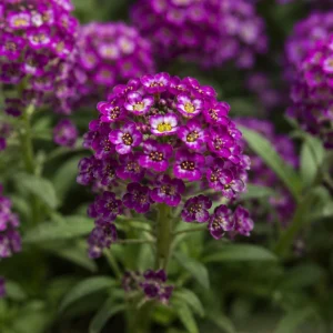 Oriental Nights Sweet Alyssum Seeds - Deep Purple Fragrant Ground Cover - 20 Seeds - Image 6