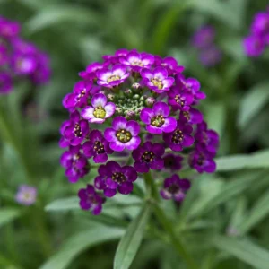 Oriental Nights Sweet Alyssum Seeds - Deep Purple Fragrant Ground Cover - 20 Seeds - Image 7
