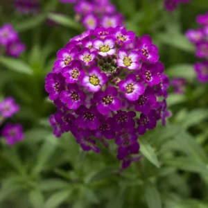 Oriental Nights Sweet Alyssum Seeds - Deep Purple Fragrant Ground Cover - 20 Seeds - Image 8