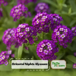 Oriental Nights Sweet Alyssum Seeds - Deep Purple Fragrant Ground Cover - 20 Seeds - Image 1