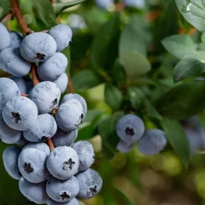 Pack 2 Top Hat Blueberry Bush Live Plant, 5-10 Inches Tall, 4 Inch Pot, Vibrant Blue Berries, Outdoor Edible Shrub - Image 2