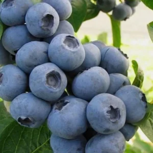 Pack 2 Top Hat Blueberry Bush Live Plant, 5-10 Inches Tall, 4 Inch Pot, Vibrant Blue Berries, Outdoor Edible Shrub - Image 3