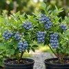 Pack 2 Top Hat Blueberry Bush Live Plant, 5-10 Inches Tall, 4 Inch Pot, Vibrant Blue Berries, Outdoor Edible Shrub - Image 1