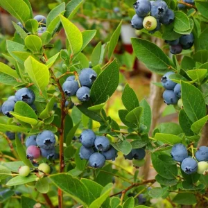 Pack 2 Top Hat Blueberry Bush Live Plant, 5-10 Inches Tall, 4 Inch Pot, Vibrant Blue Berries, Outdoor Edible Shrub - Image 5