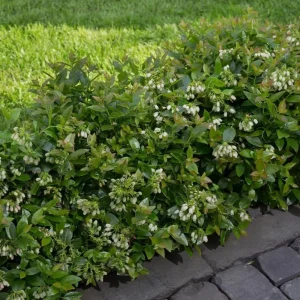 Pack 2 Top Hat Blueberry Bush Live Plant, 5-10 Inches Tall, 4 Inch Pot, Vibrant Blue Berries, Outdoor Edible Shrub - Image 6