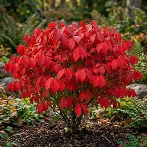 Pack of 10 Dwarf Burning Bush Bare Root Plants, 6-12 Inches, Vibrant Red Foliage, Outdoor Shrub - Image 4