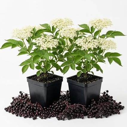 Pack of 2 Black Elderberry Live Plants – American Berry Shrub, 7-12" Tall, Quart Pot, Outdoor - Image 3