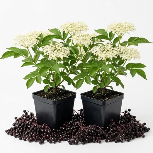 Pack of 2 Black Elderberry Live Plants – American Berry Shrub, 7-12" Tall, Quart Pot, Outdoor - Image 5